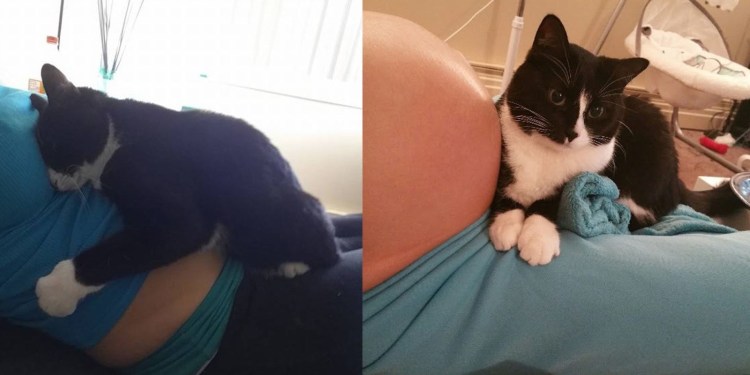 Котики животики