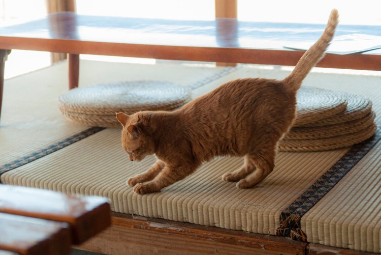 Коты и женская грудь