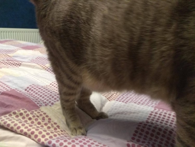 Стерилизация кобелей схема