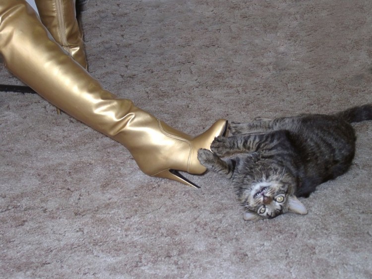 Кот на каблуках