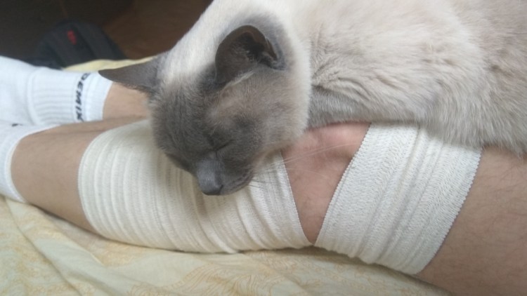 Как определить бешенство у кота