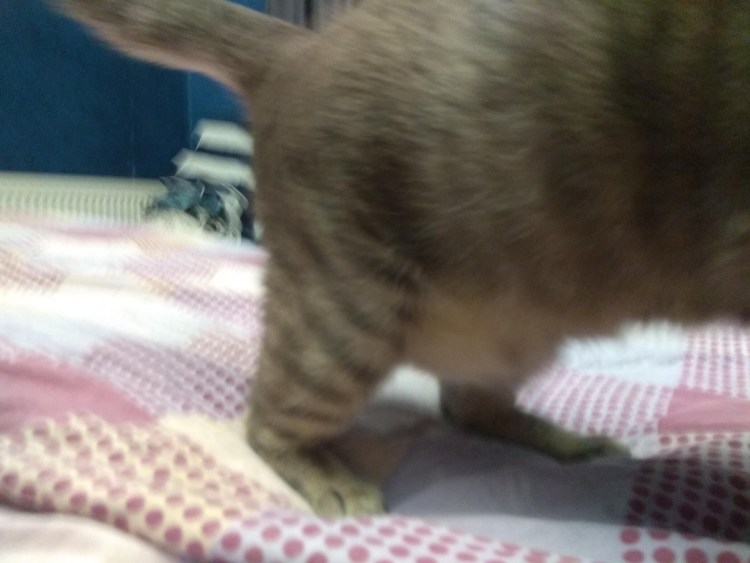 Опухоль на животике у котенка