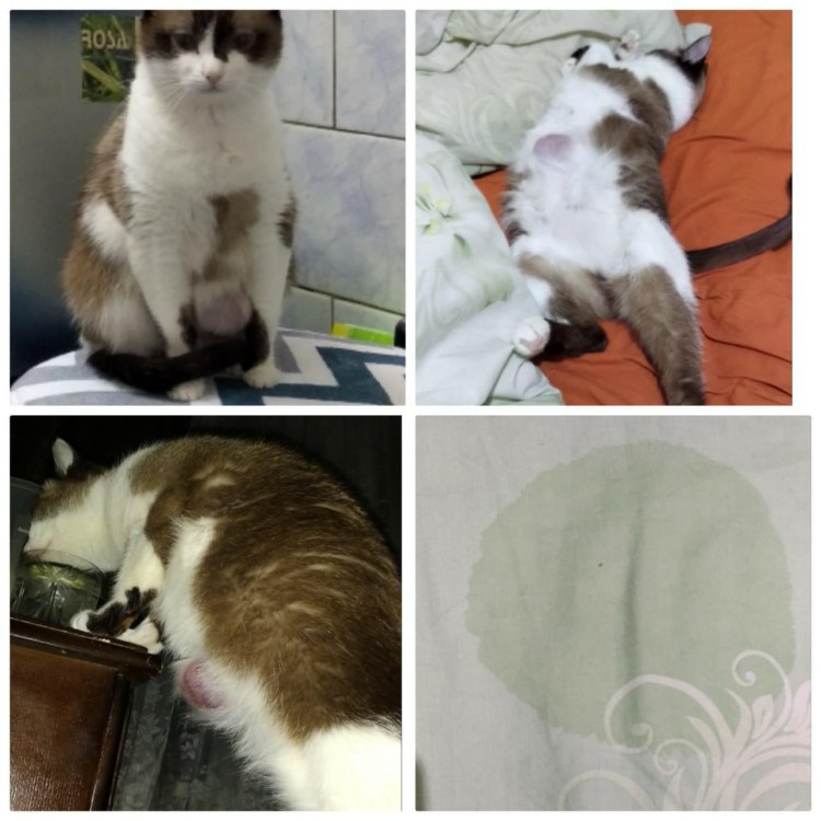 Кошка топчет плед