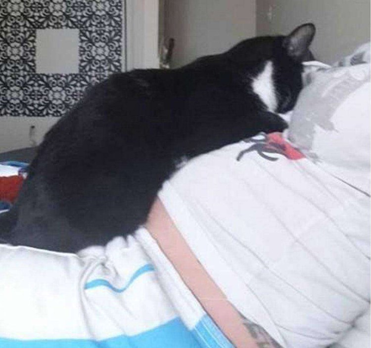 Кошачий массаж