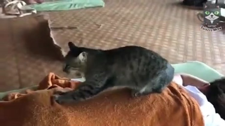 Котик развалился на кровати