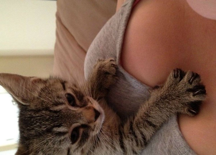 Вздутые животики у котят