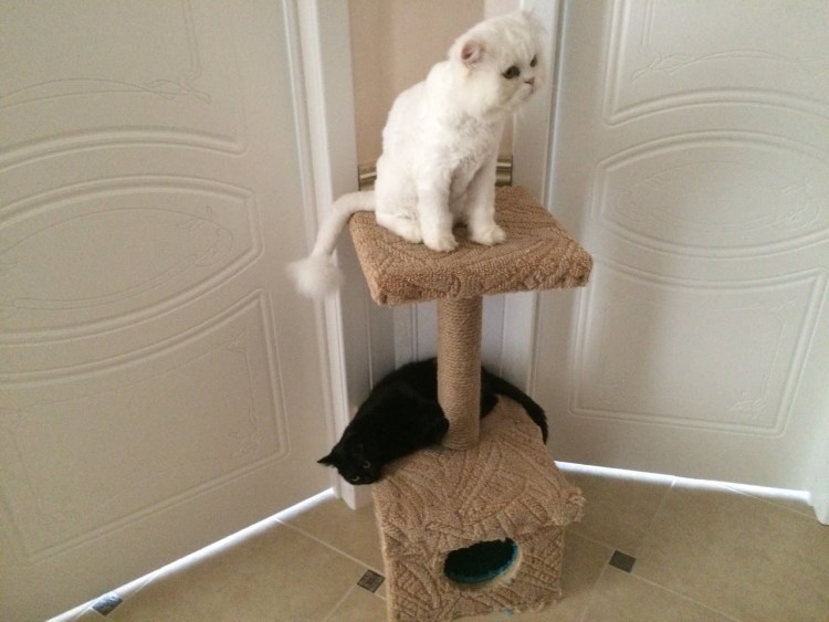 Дом для кошки с когтеточкой