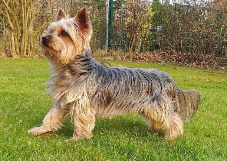 Йорк терьер стандарт