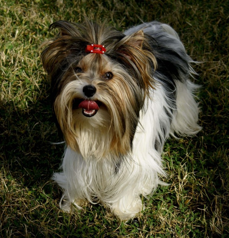 Бивереркширский терьер