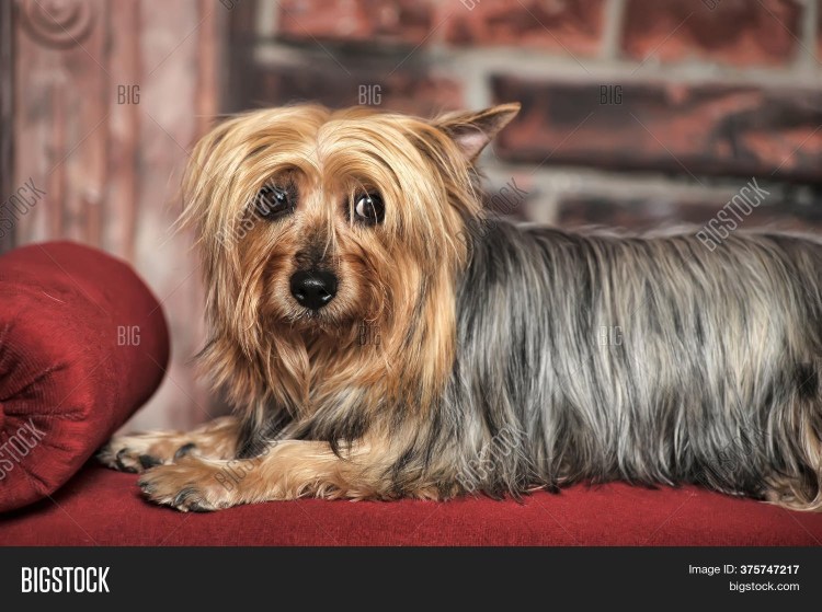 Австралийский шелковистый терьер