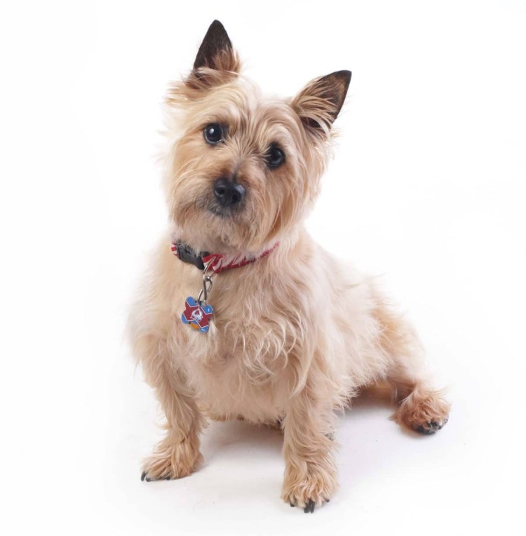 Снек терьер