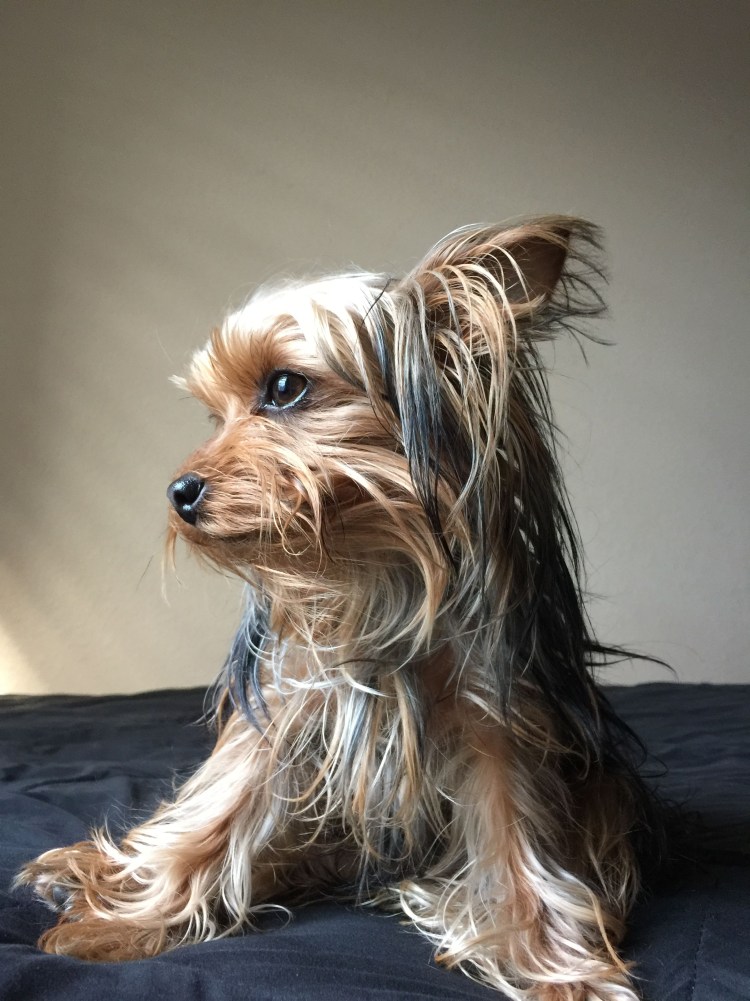 Чистопородный Йоркширский терьер