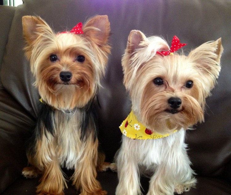 Йоркширский той терьер