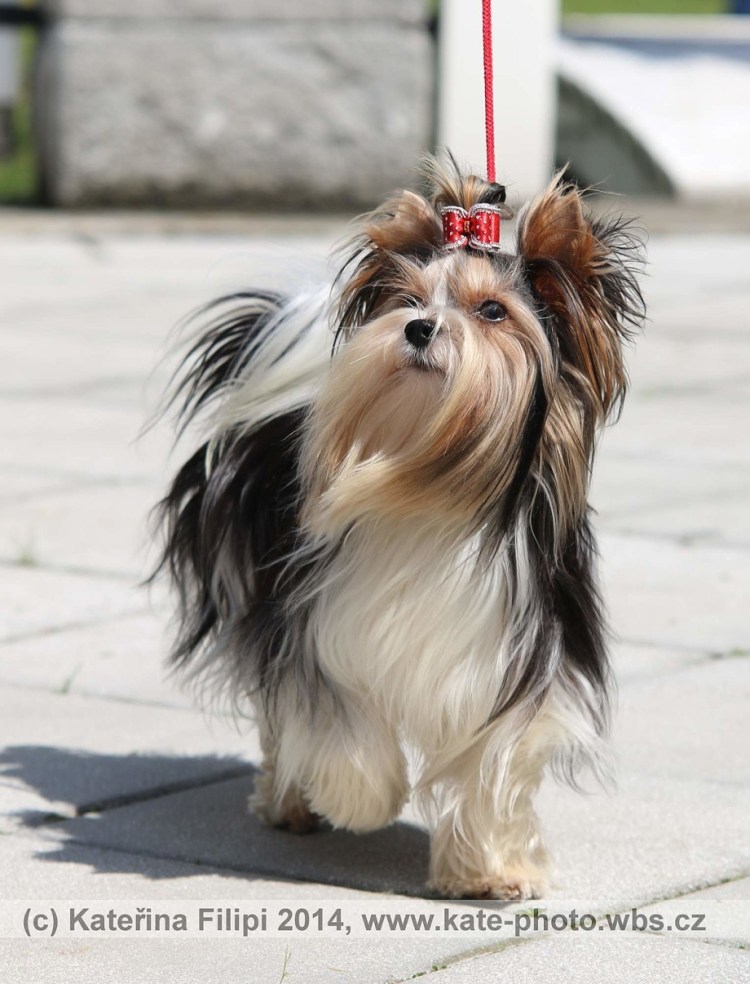 Бивер Йорк с длинной шерстью