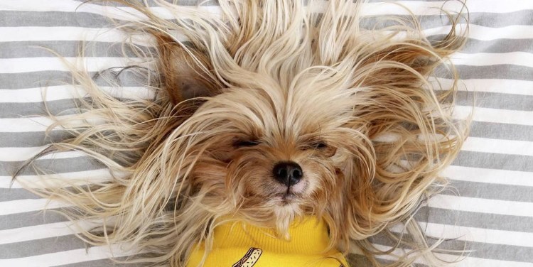 Йоркширский терьер нерасчесаый