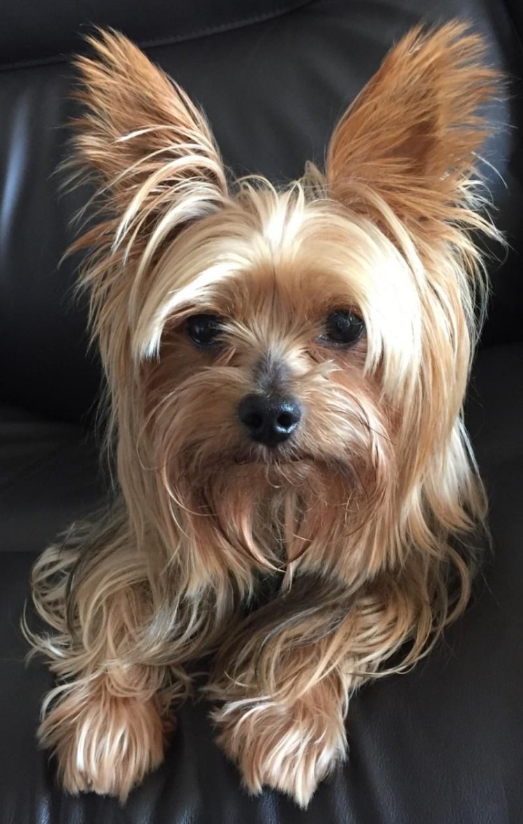 Йоркширский терьер джилайло