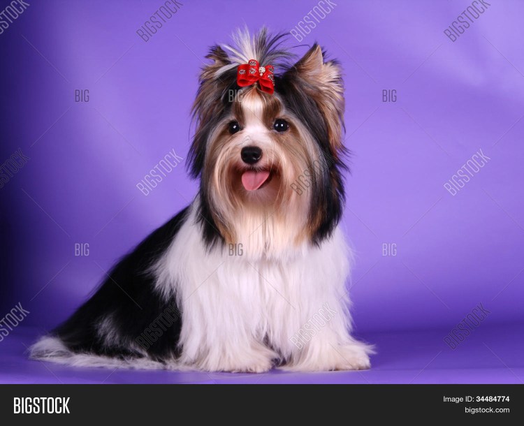 Биберекширский терьер