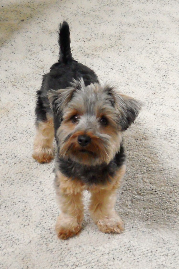 Йоркширский терьер похожие