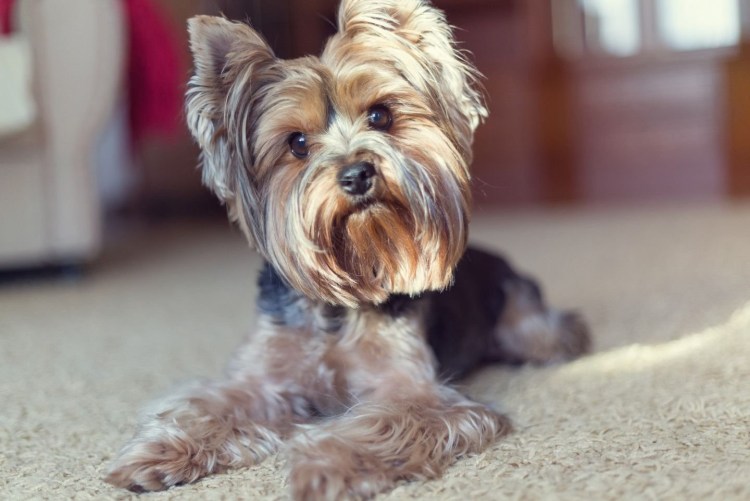 Йоркширский терьер Лювос