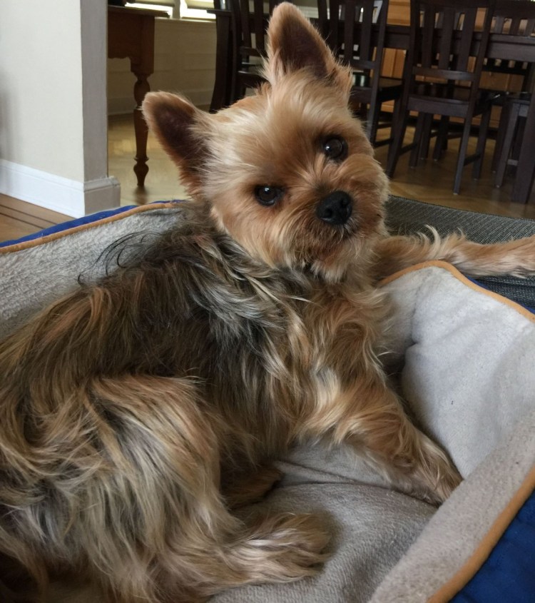 Йоркширский терьер стандарт