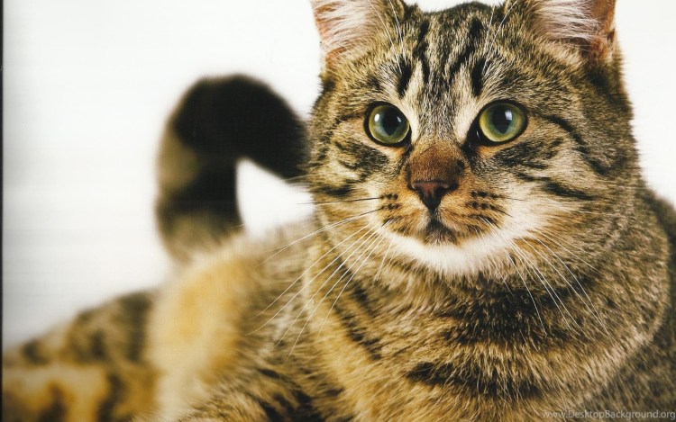 Кошка tabby Cat