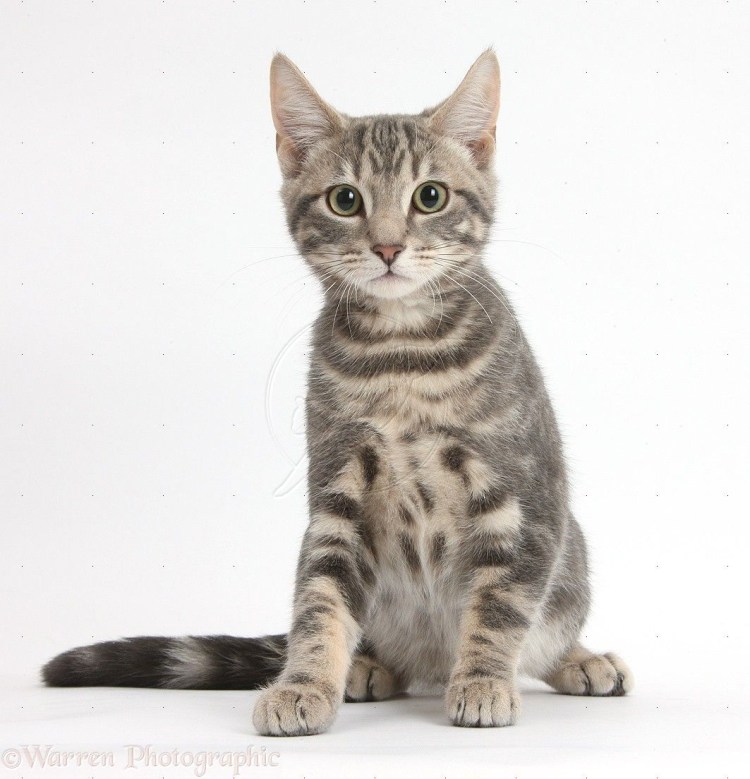 Азиатская табби кошка полосатая