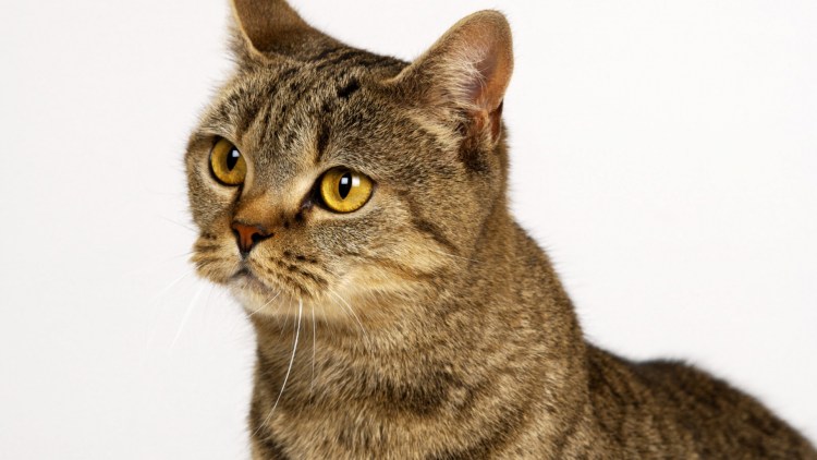 Азиатская табби кошка