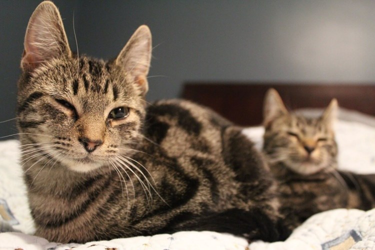 Азиатская табби кошка