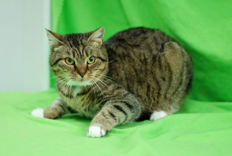 Скоттиш страйт Браун табби