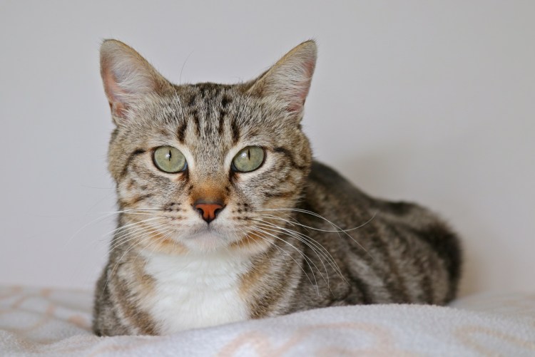 Азиатская табби мраморная