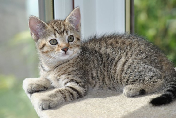 Европейская короткошерстная табби тигровый