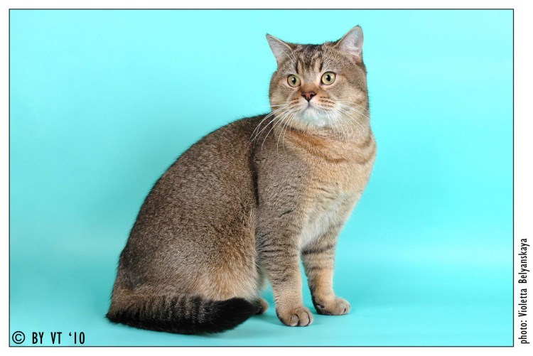 Браун табби тикированный