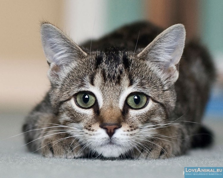 Кошка европейская короткошерстная серая полосатая
