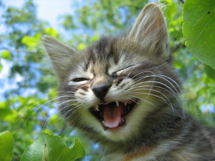 Улыбка кота