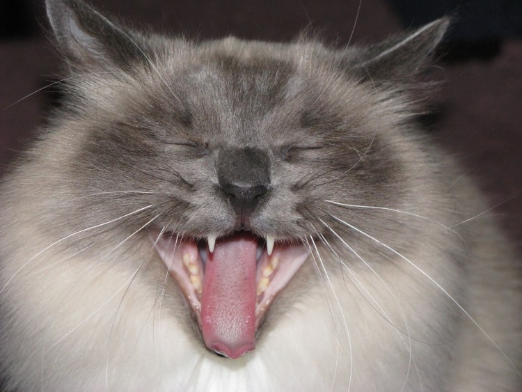 Злой смеющийся кот