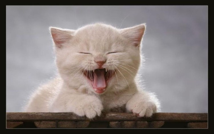 Котенок ржет