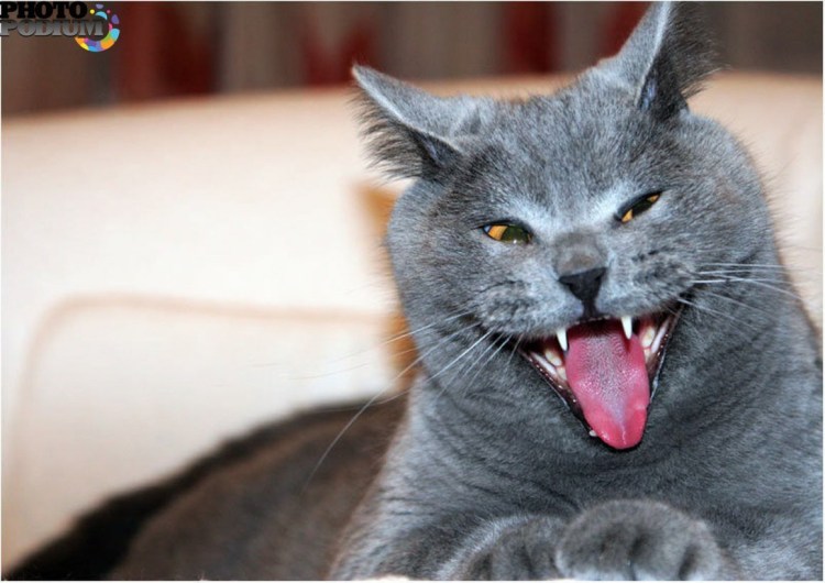 Кот хихикает