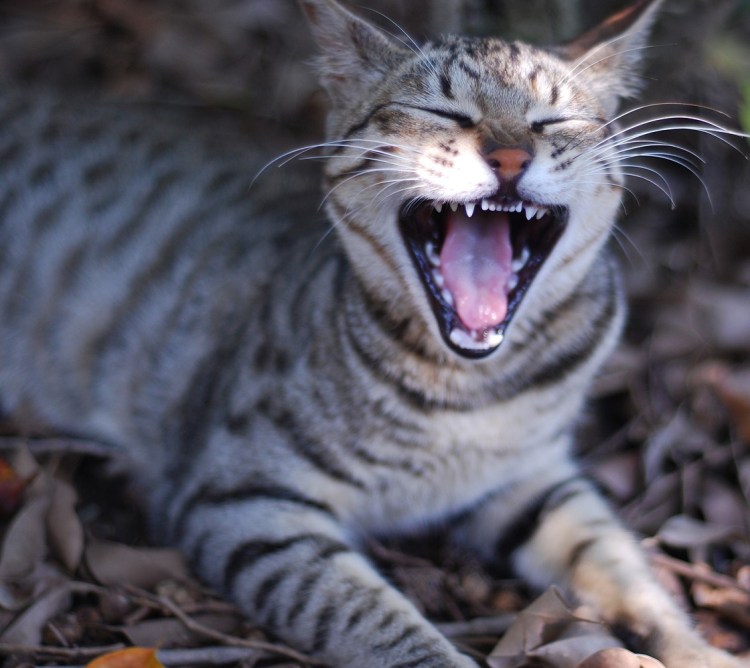 Серый кот ржёт
