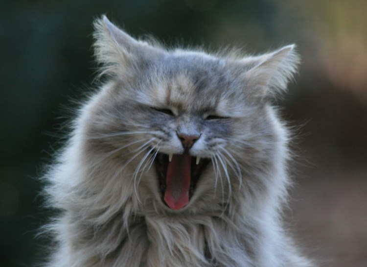 Кот хихикает