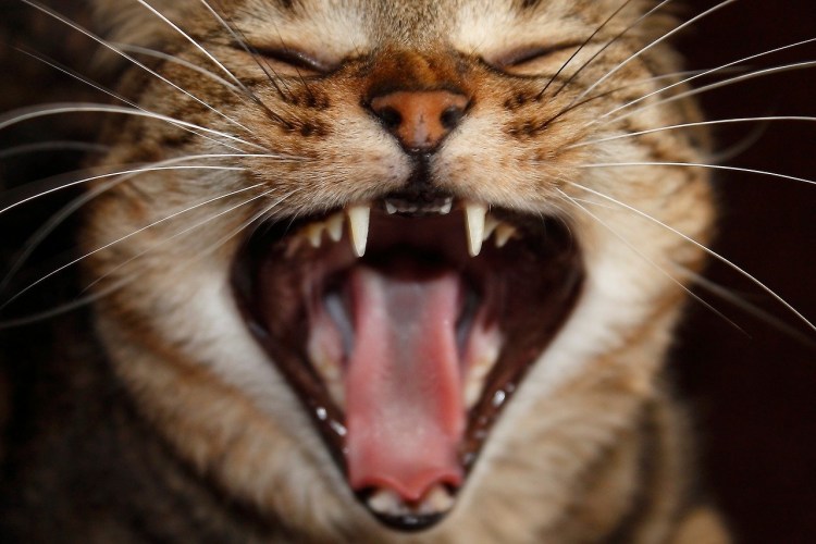 Кот улыбается