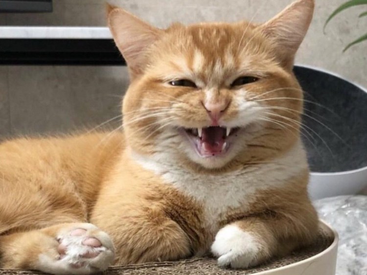 Рыжий кот смеется