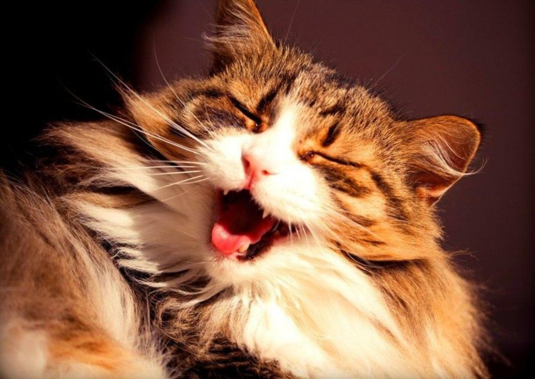 Кошка хихикает