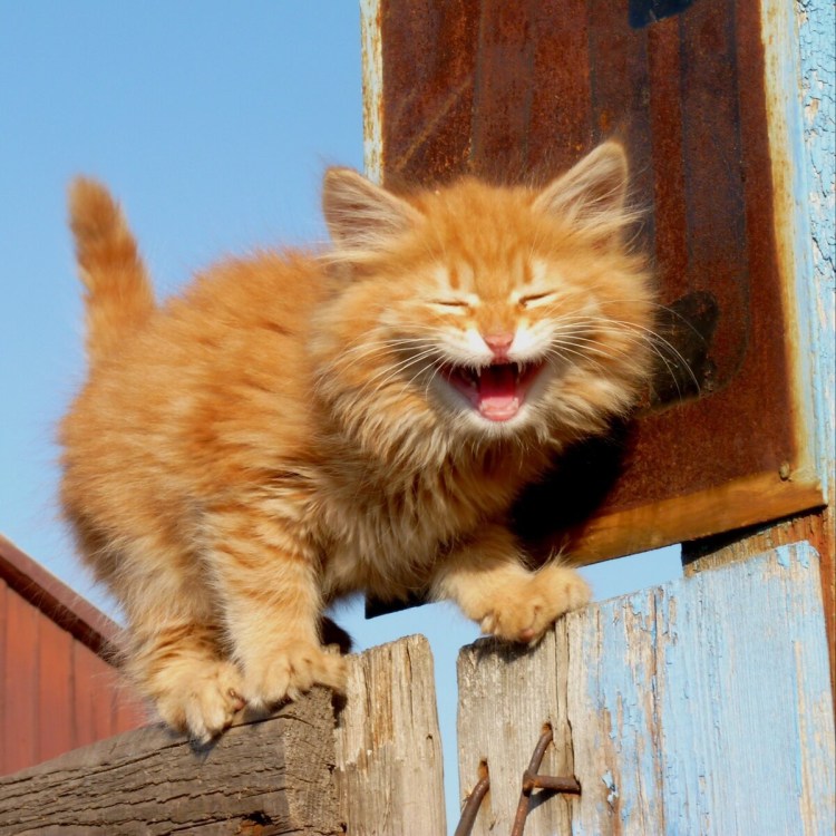 Рыжий котенок улыбается