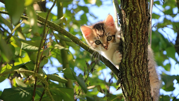 Кот на дереве