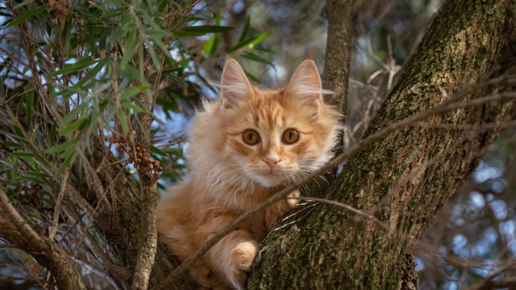 Кот на дереве