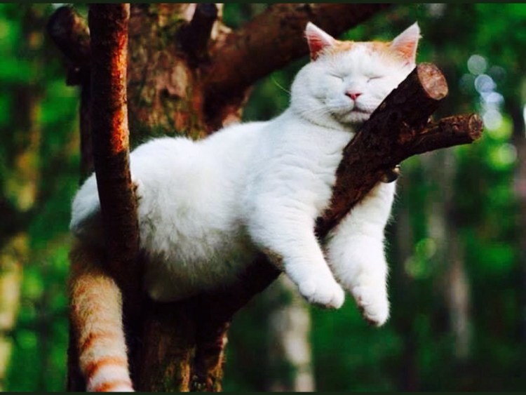 Кошка спит на дереве