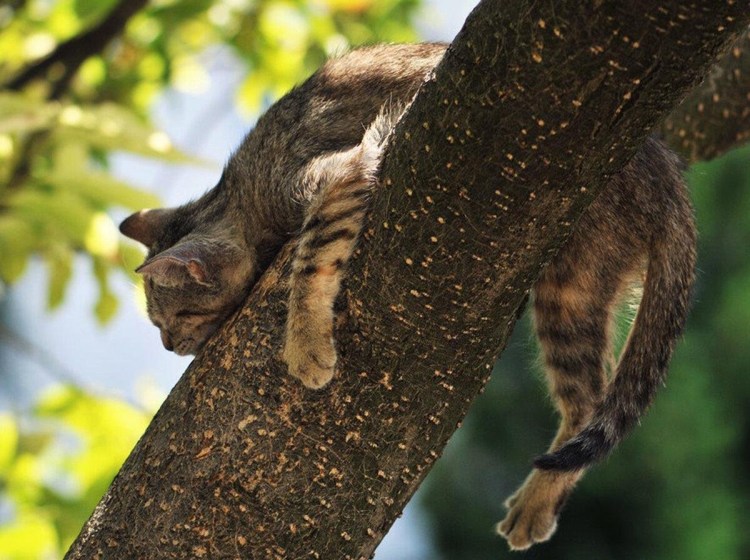 Кот на ветке