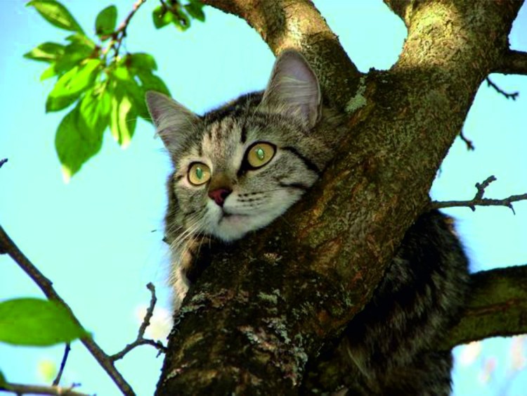 Кот на дереве