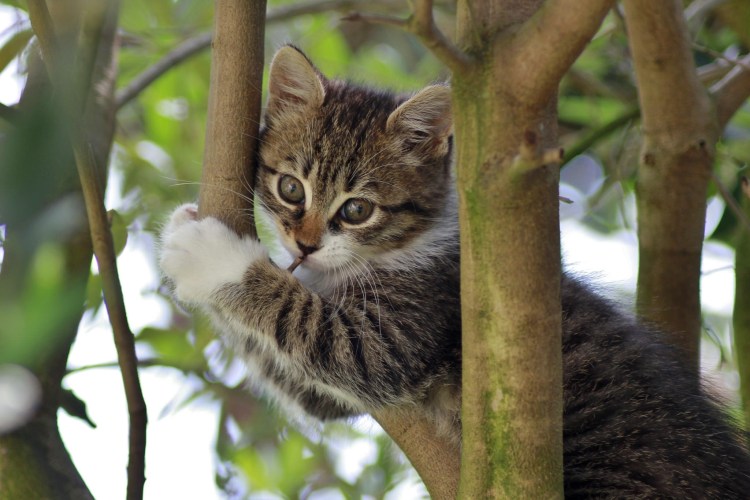 Котята на рабочий стол