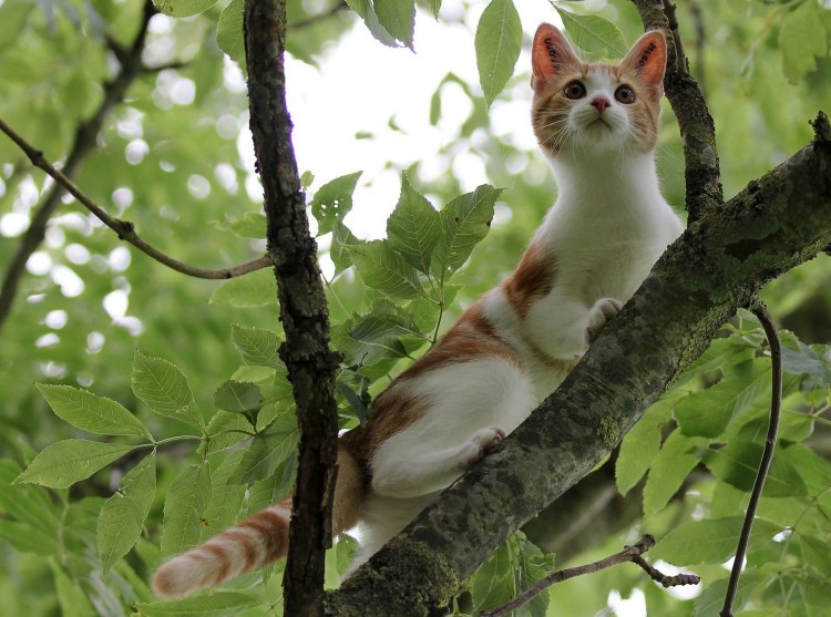 Котенок на дереве